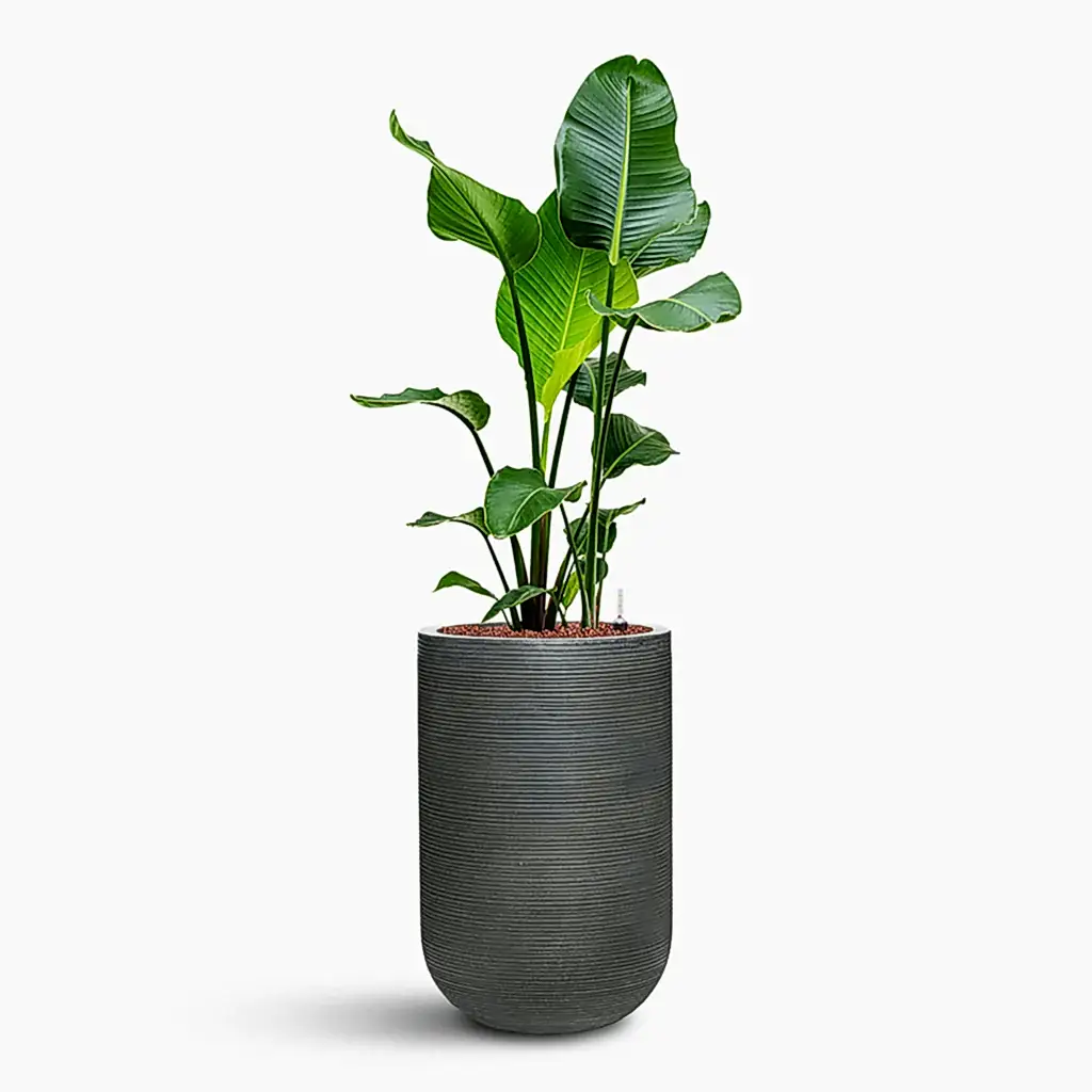 Strelitzia nicolai HydroCare in Cody Plant Vase - Ridged Dark Grey - 35 x 132cm