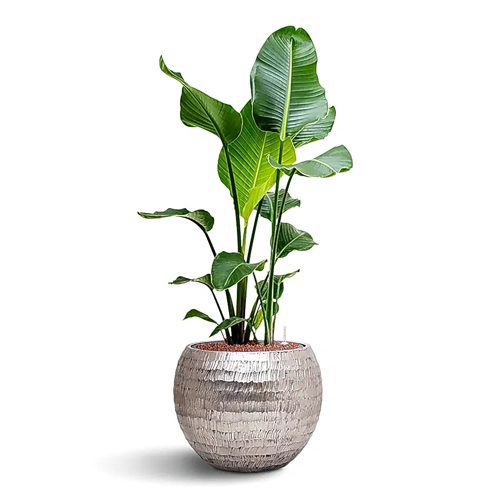 Strelitzia nicolai HydroCare in Opus Hammered Globe - Silver - 40 x 109cm