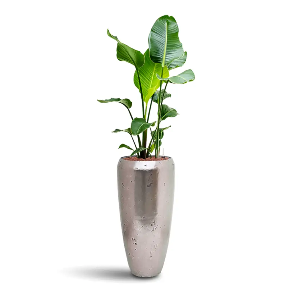 Strelitzia nicolai HydroCare in Opus Raw Partner - Silver - 31 x 142cm