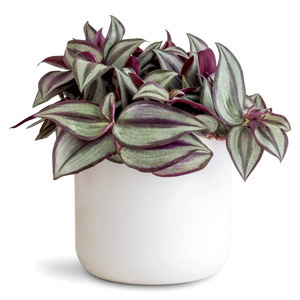 Tradescantia zebrina - 12x15cm In lisbon Pot White - 13x13cm