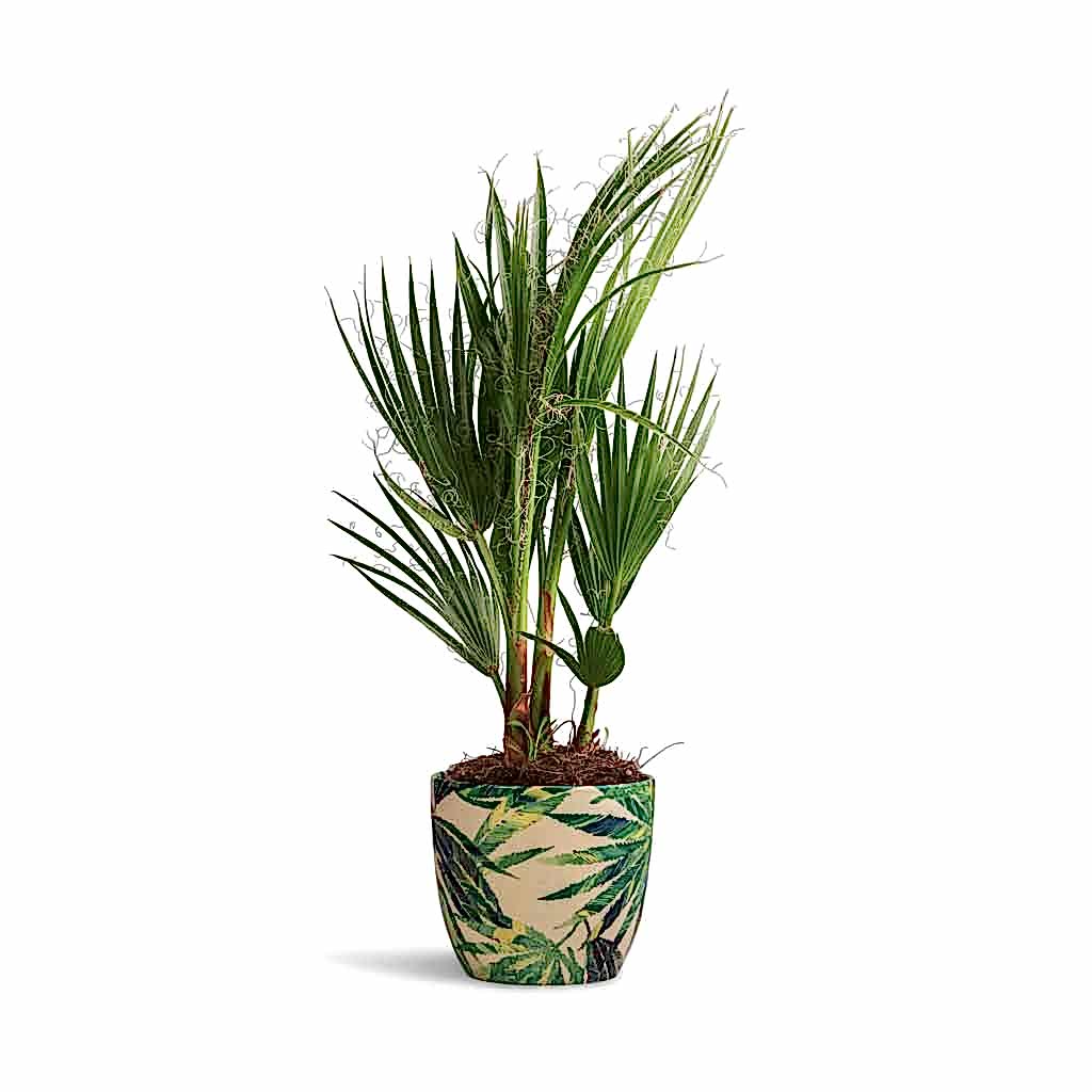 Washingtonia robusta - Mexican Fan Palm & Monza Plant Pot - Botanical Fern