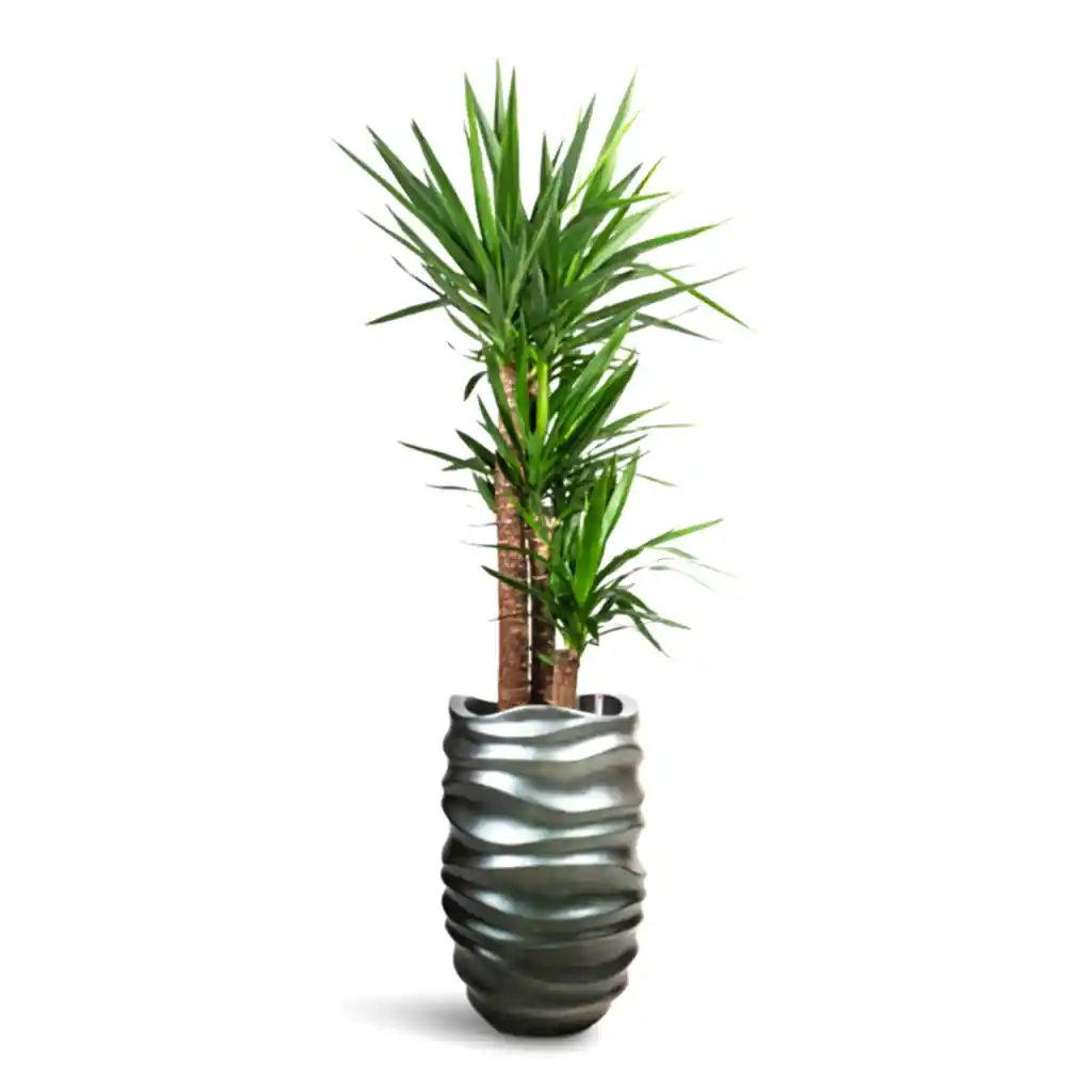 Yucca elephantipes Hydro Care in Gradient Lee Partner Matt Grey - 40x160-190cm