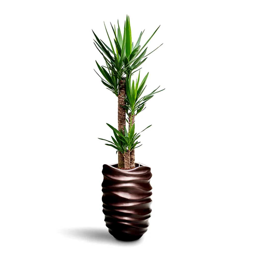 Yucca elephantipes HydroCare in Gradient Lee Partner - Matt Coffee - 40 x 175cm