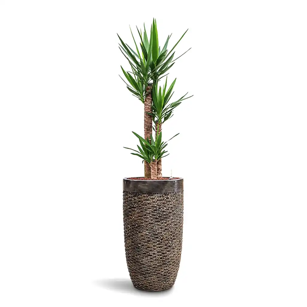 Yucca elephantipes HydroCare in Luxe Lite Layer Partner - Bronze - 38 x 166cm