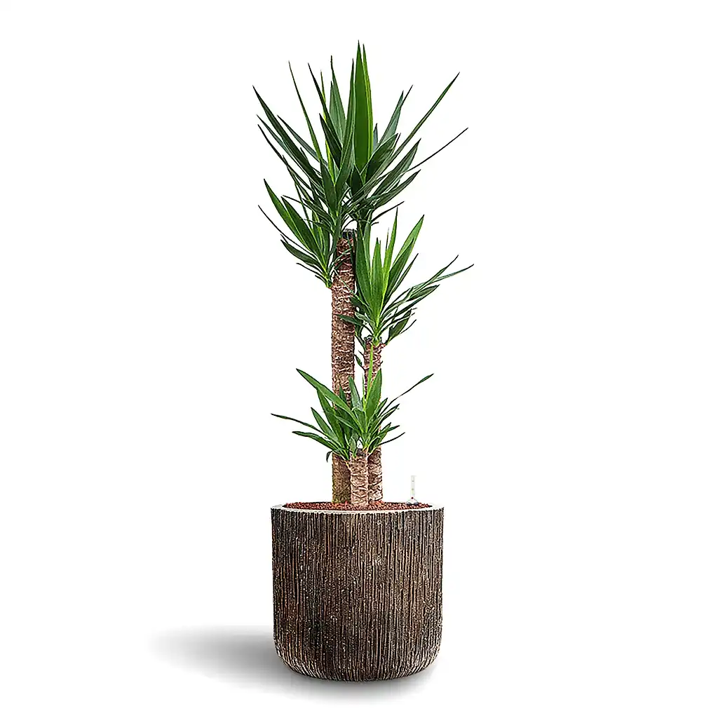 Yucca elephantipes HydroCare in Luxe Lite Waterfall Cylinder - Bronze - 40 x 136cm