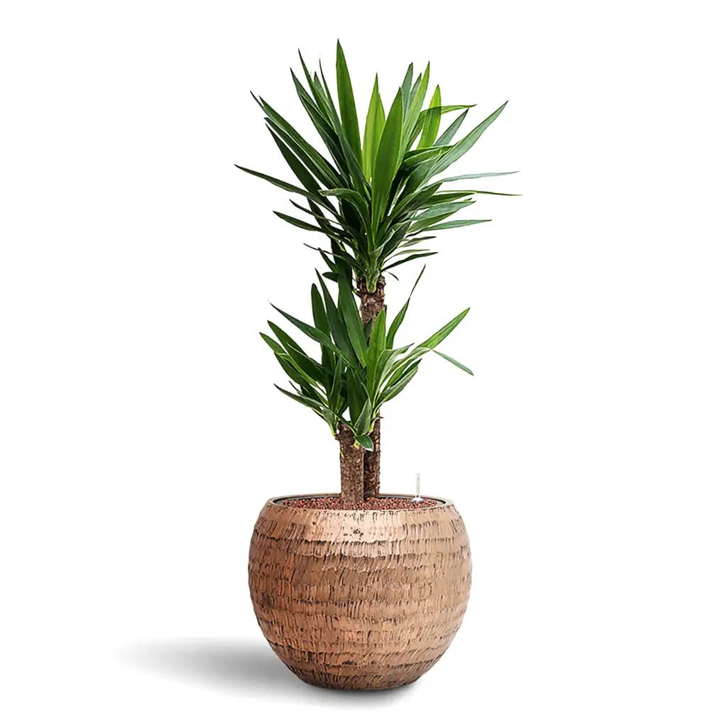 Yucca elephantipes HydroCare in Opus Hammered Globe - Gold - 40 x 106cm