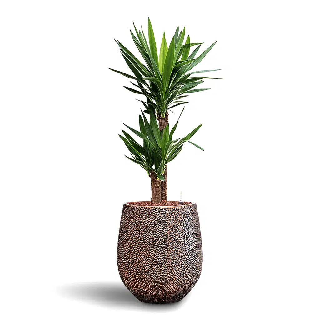 Yucca elephantipes HydroCare in Opus Hit Darcy - Gold - 38 x 116cm