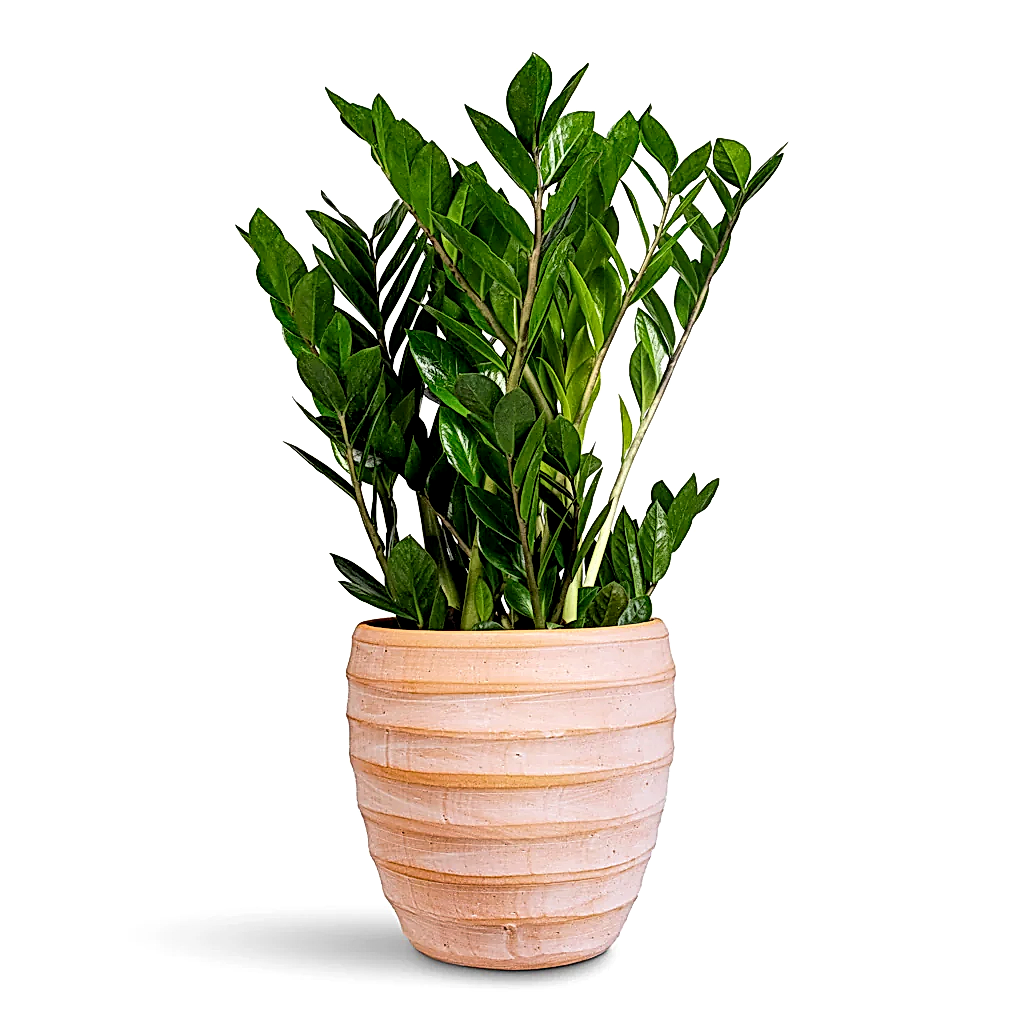 Zamioculcas zamiifolia - 17x65cm In Beatrice Pot Terracotta - 24x24cm