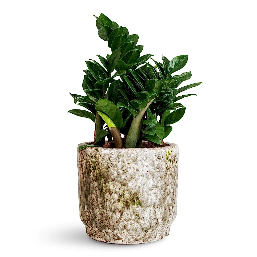 Zamioculcas zamiifolia Zenzi - 14x45cm In Julian Pot Moss - 18x15cm
