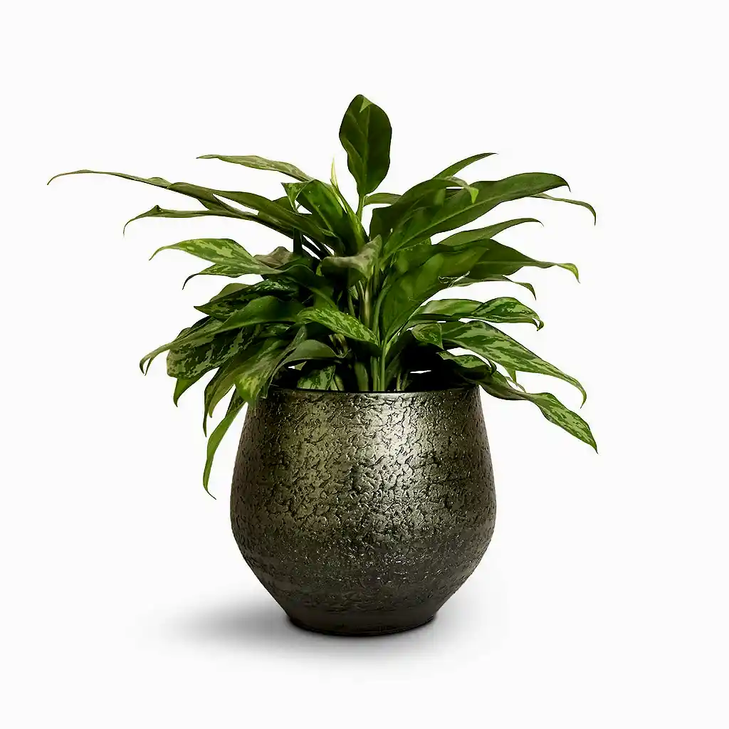 Aglaonema Maria - Chinese Evergreen & Noor Plant Pot - Velvet Green