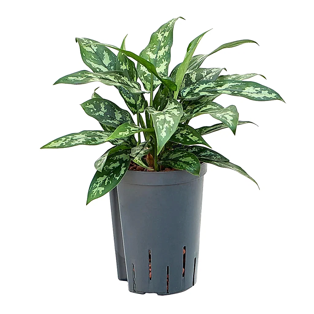 Aglaonema Maria - Chinese Evergreen - Hydroculture - 15/19 x 30cm