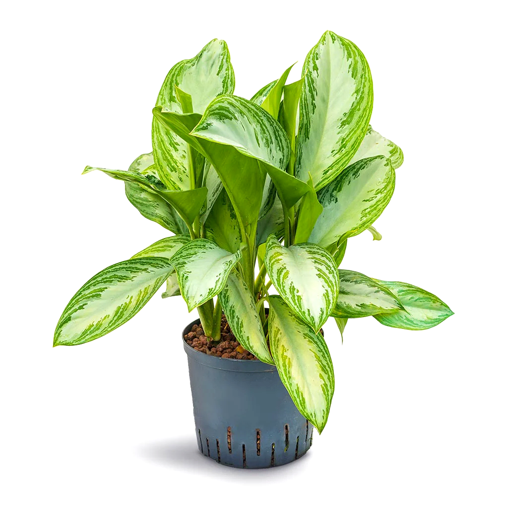 Aglaonema Silver Bay - Chinese Evergreen - Hydroculture - 22/19 x 50cm