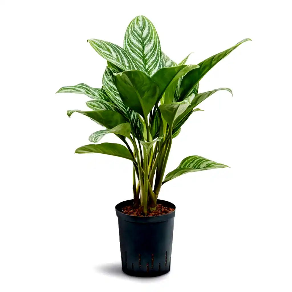Aglaonema Stripes - Chinese Evergreen - Hydroculture - 18/19 x 60cm