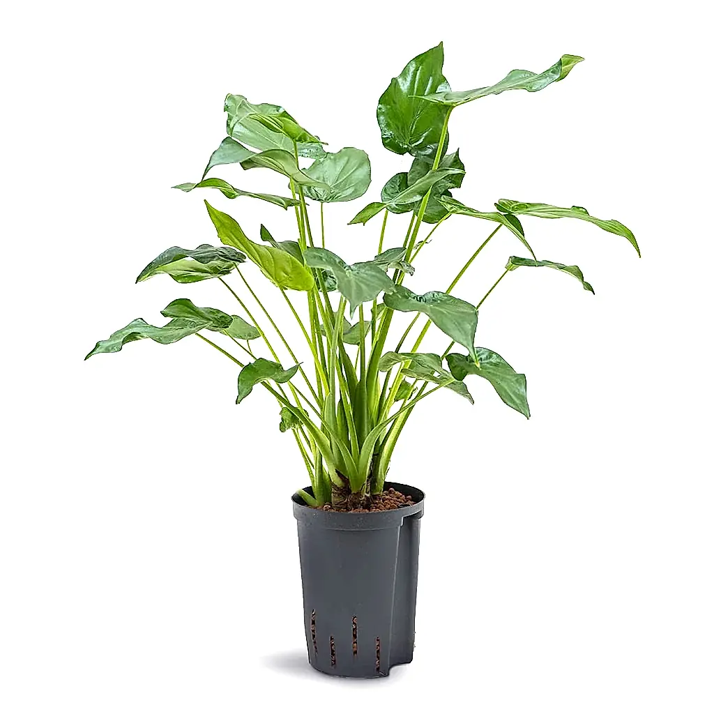 Alocasia cucullata - Hooded Dwarf Elephant Ear - Hydroculture - 15/19 x 55cm