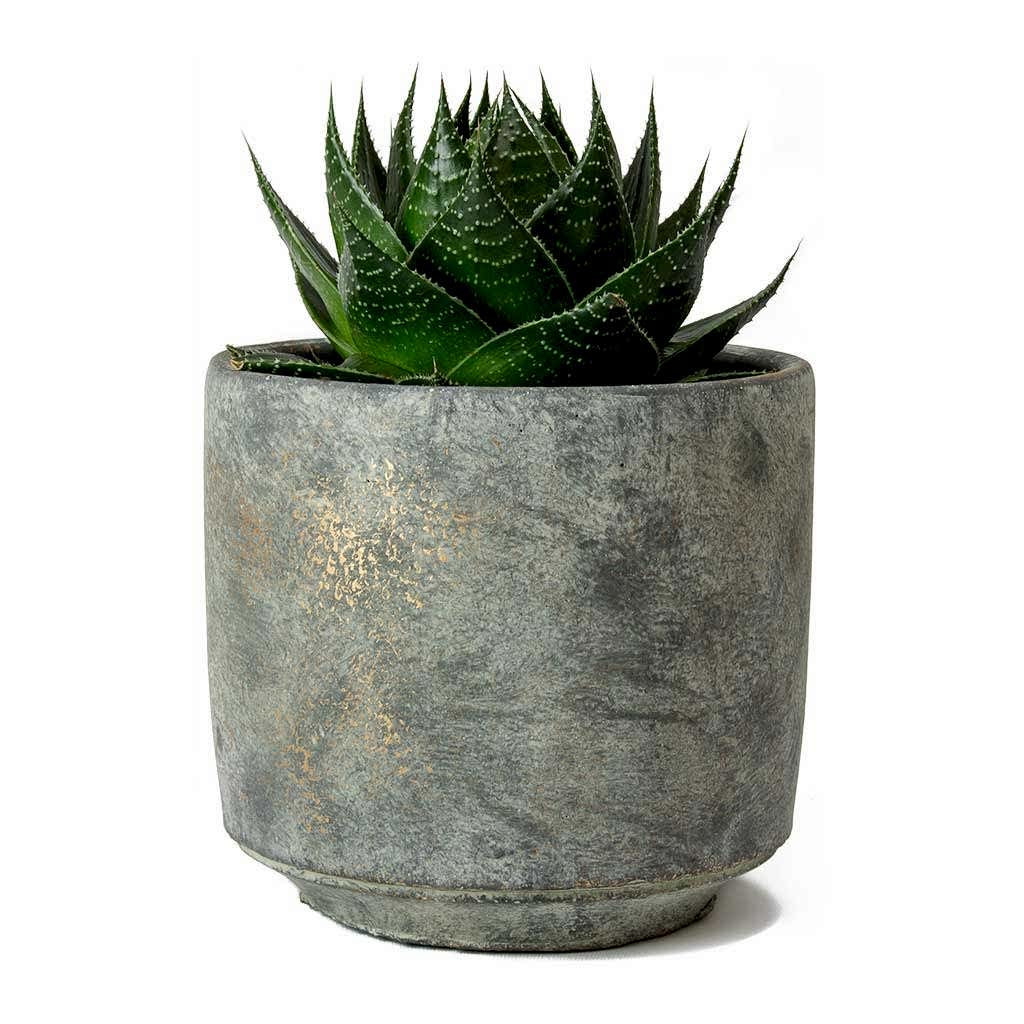Aloe aristata Cosmo & Saar Earth Plant Pot