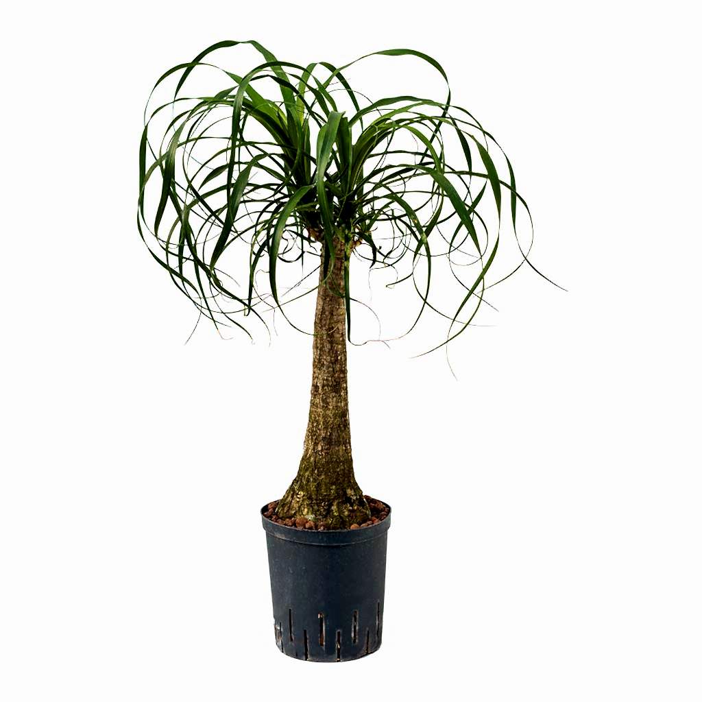 Beaucarnea Pony Tail Palm Single Stem Hydroculture Indoor Plant Large
