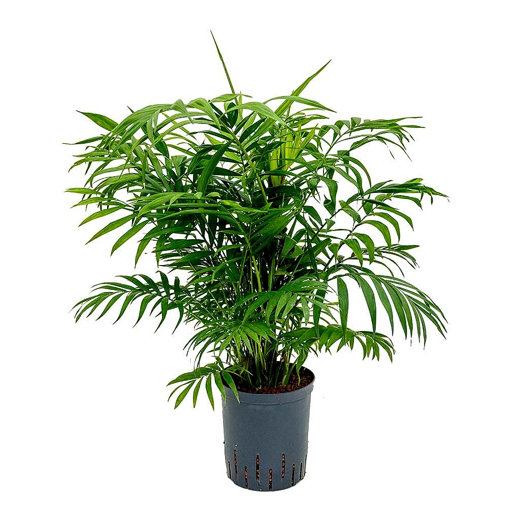 Chamaedorea elegans Parlour Palm Hydroculture Indoor Plant Large