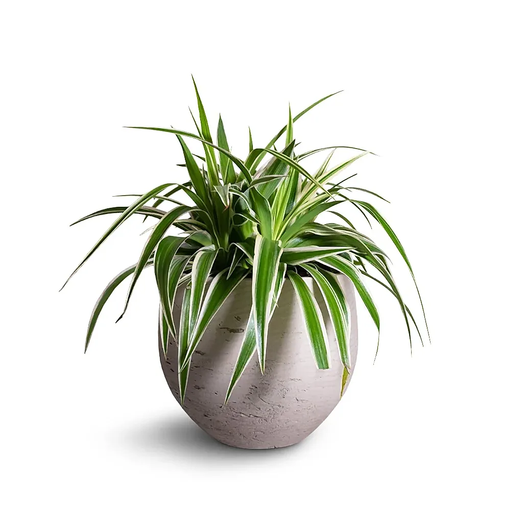 Chlorophytum Variegatum - Spider Plant Houseplant & Mini Orb Kevan Plant Pot - Grey Washed