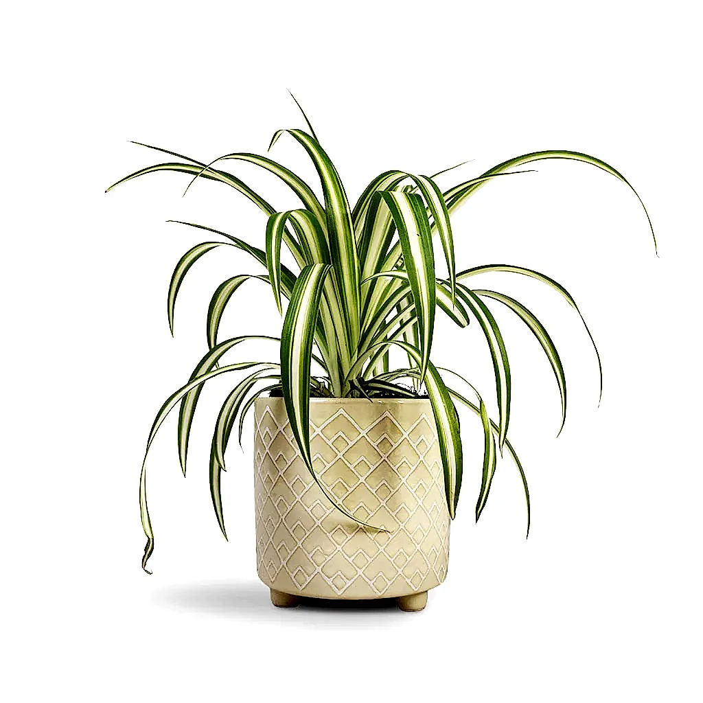 Chlorophytum Vittatum Houseplant - Spider Plant & Bilbao Plant Pot -  Pale Jade