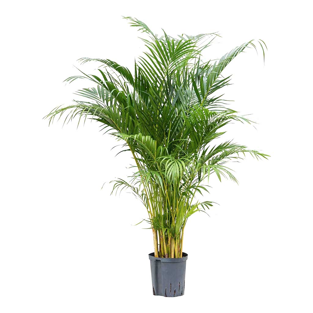 Chrysalidocarpus Areca Palm Hydrocultur Indoor Plant Medium