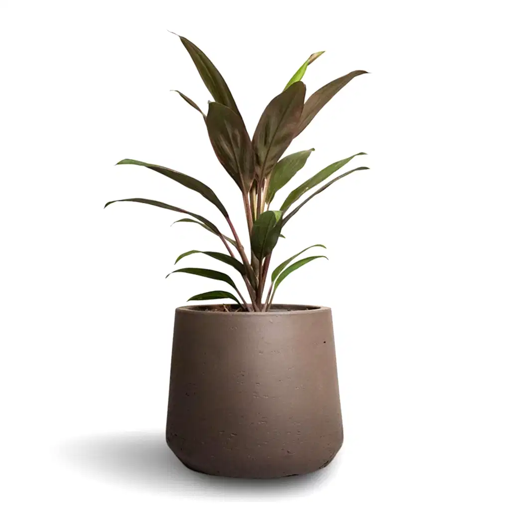 Patt Plant Pot - Ash Brown & Cordyline Rumba