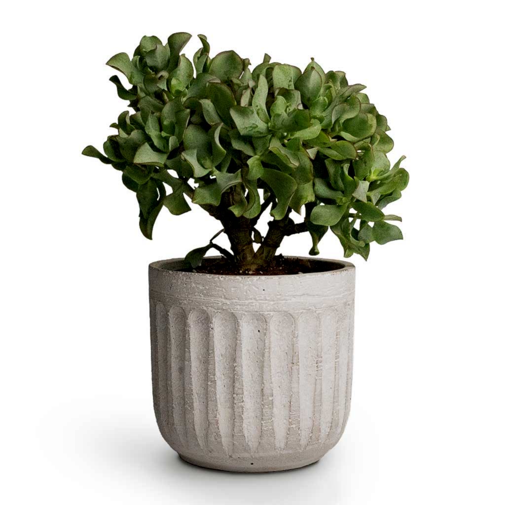Curly Jade Plant & Duncan Plant Pot Cement