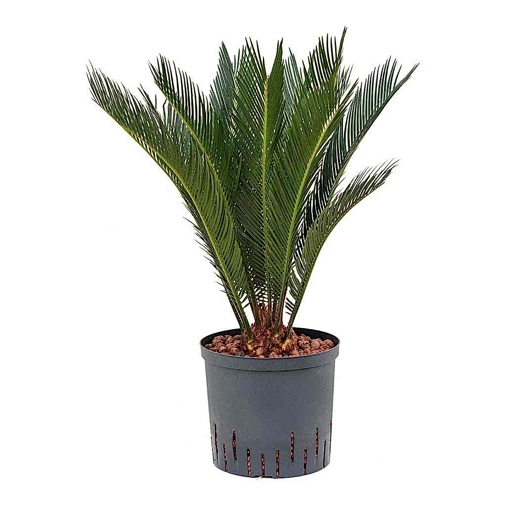 Cycas revoluta Hydroculture Indoor Plant