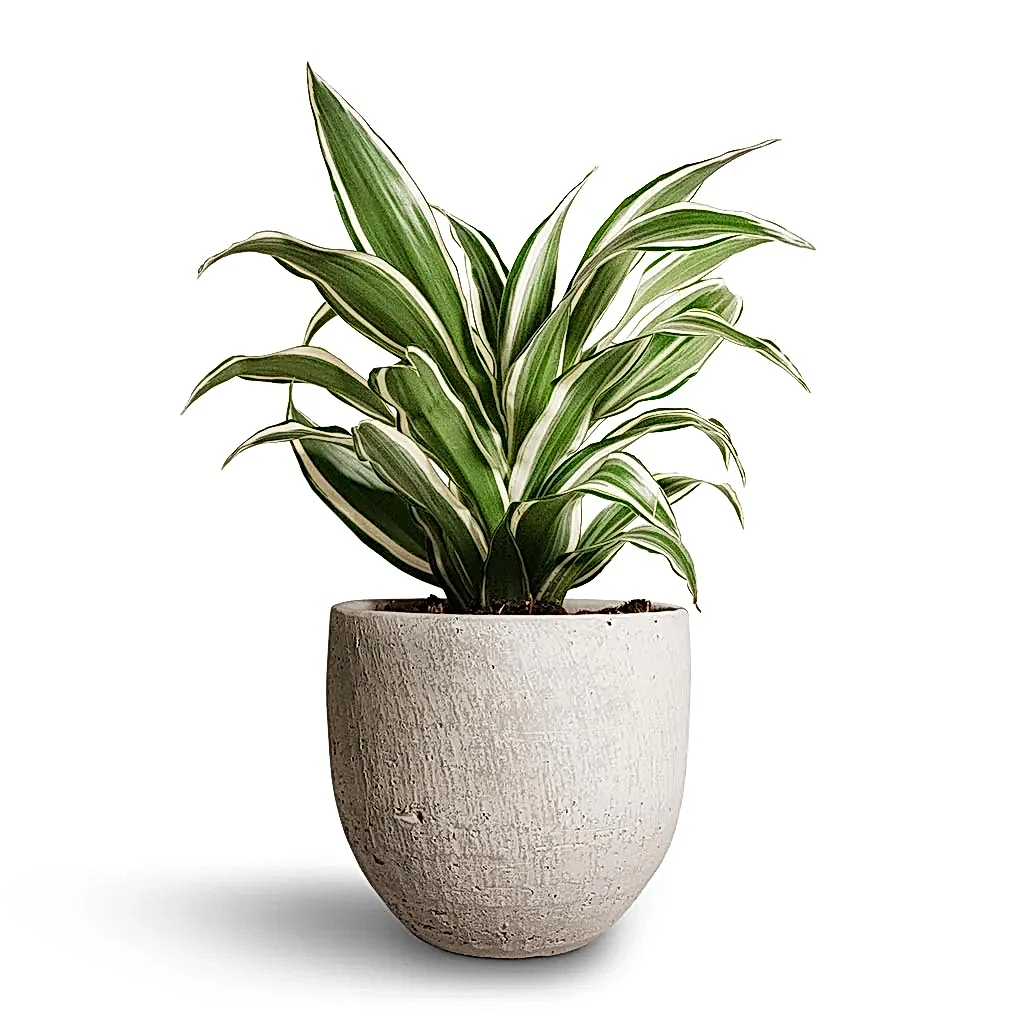 Dracaena fragrans White Jewel - Head & Cas Plant pot