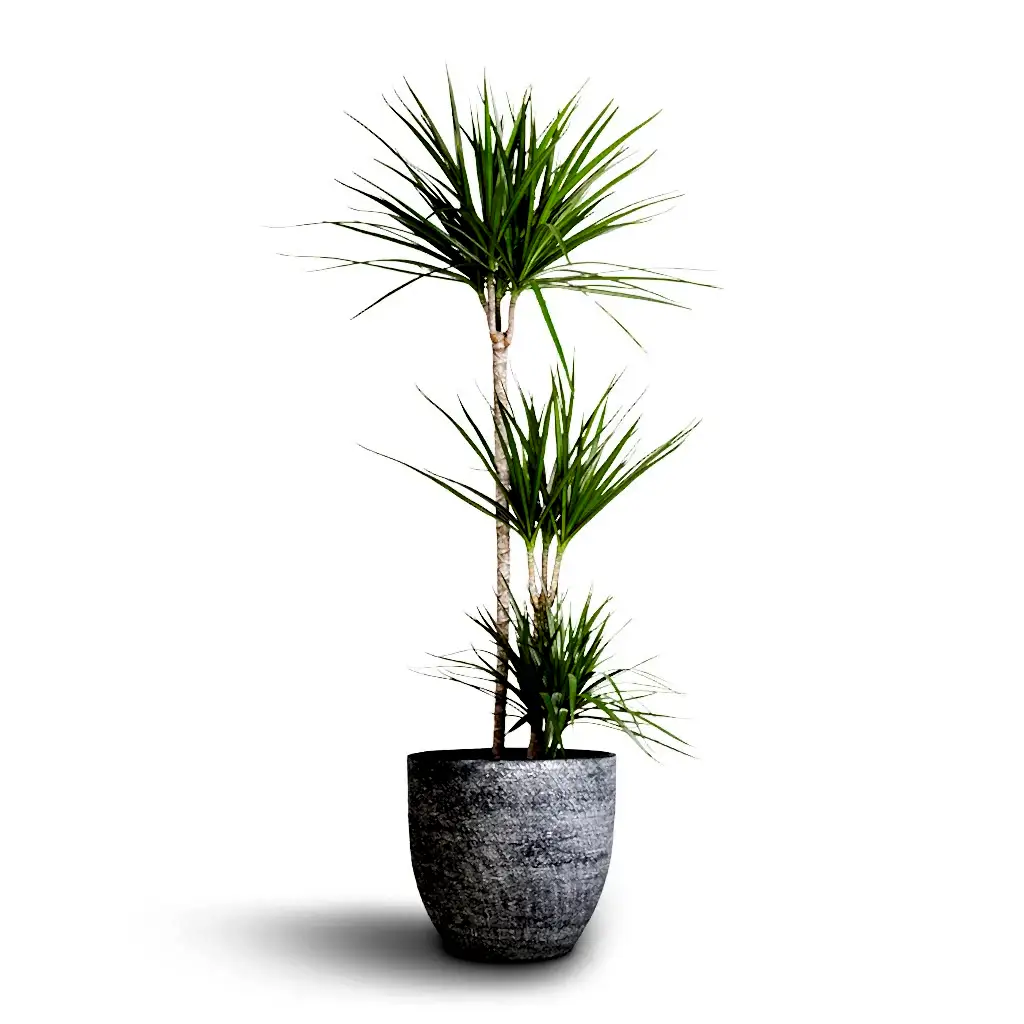 Dracaena marginata Red Edged - Multi Stem & Cas Plant Pot