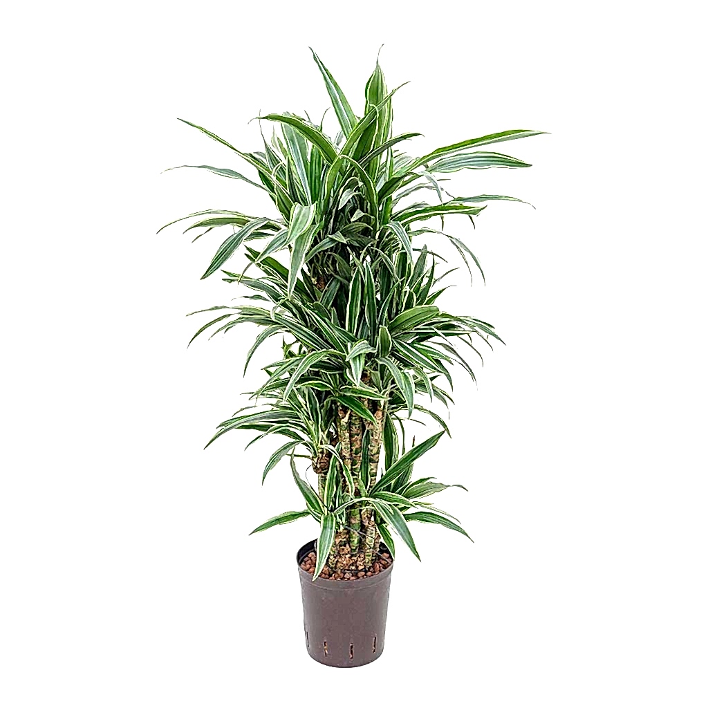 Dracaena Warneckii Branched Hydroculture Indoor Plant