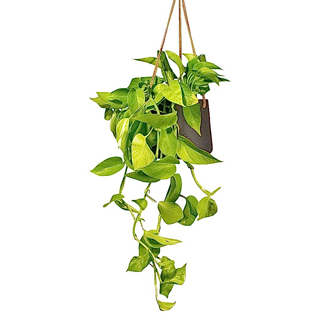 Epipremnum aureum Neon Golden Neon Pothos Houseplant & Plant Pot Patt Hanging Black Wash