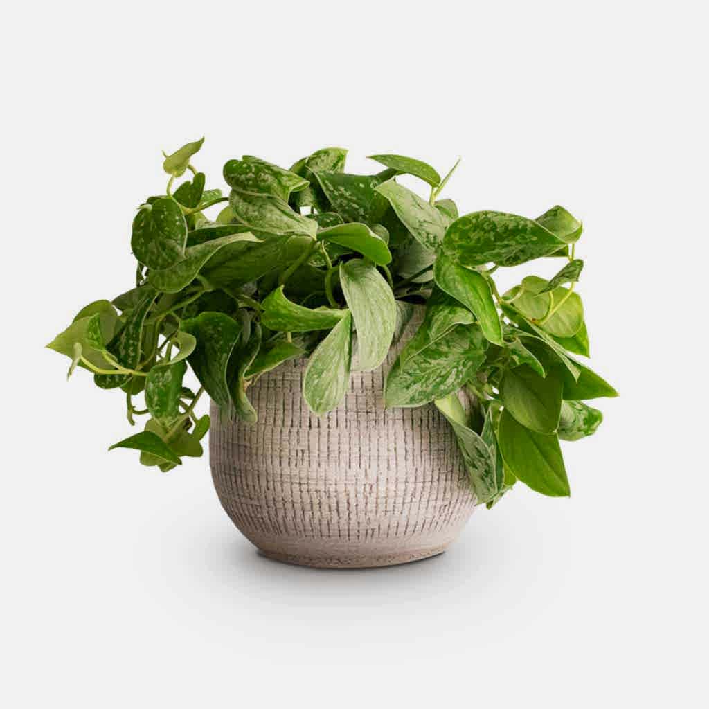 Epipremnum pictum Silvery Ann Satin Pothos & Ryan Plant Pot White Black