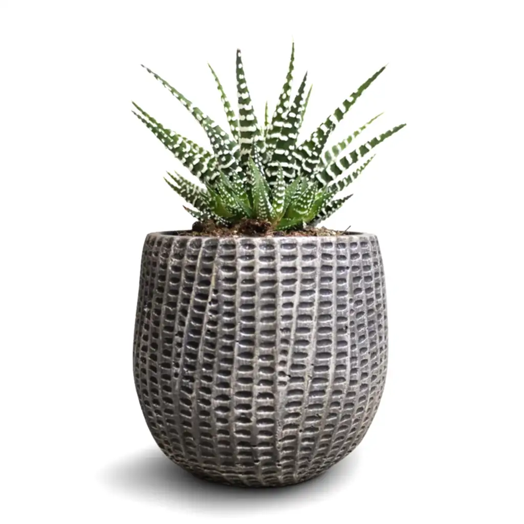 Haworthia fasciala Big Band & Feico Plant Pot - Metal Black