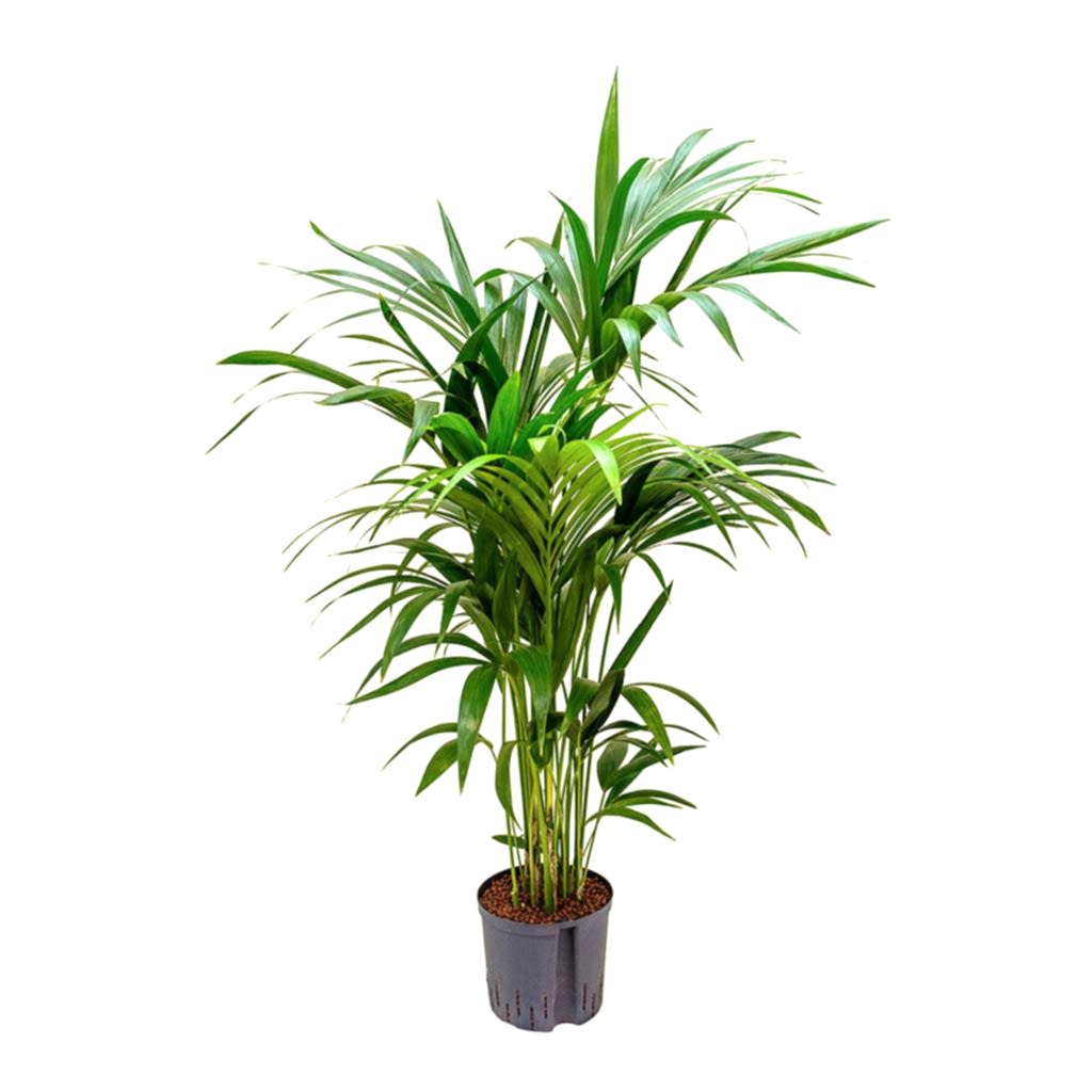 Howea Kentia Palm Hydroculture Indoor Plant 140cm