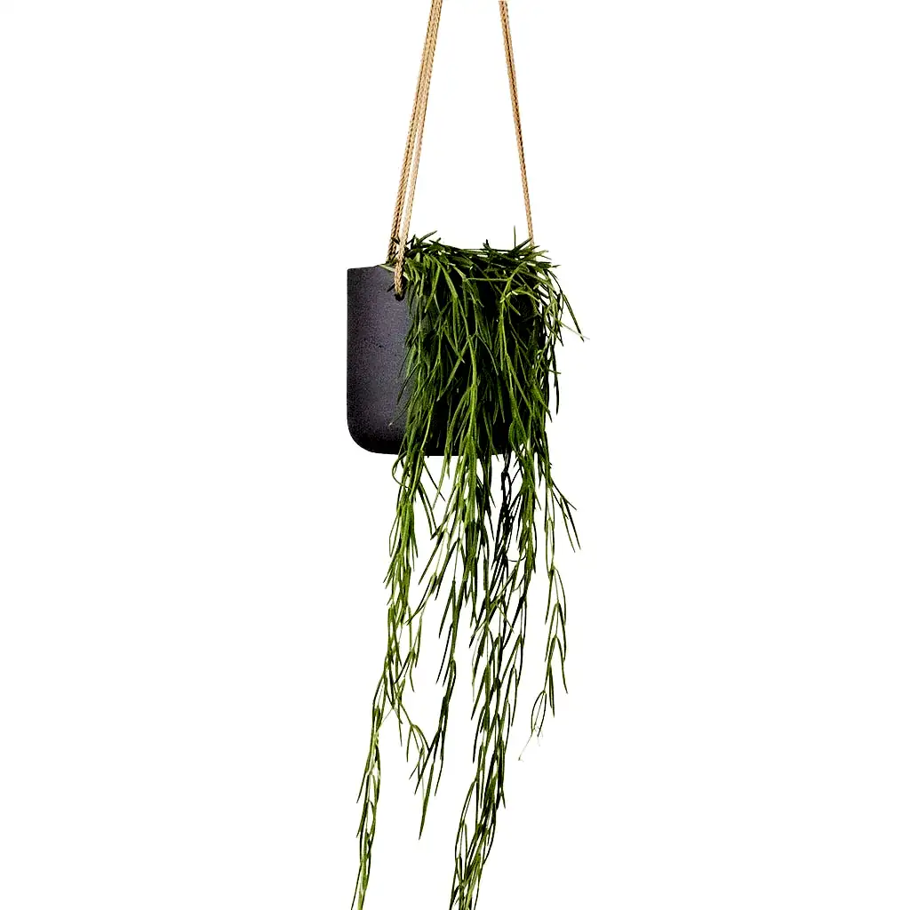 Hoya linearis - Linear Porcelain Plant Houseplant & Charlie Hanging Plant Pot - Black Washed