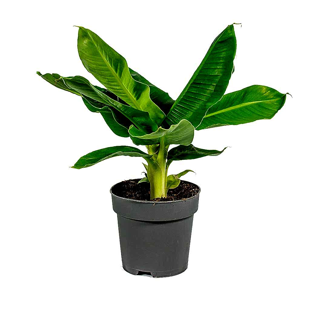 Musa Tropicana - Super Dwarf Cavendish Banana Plant - Small