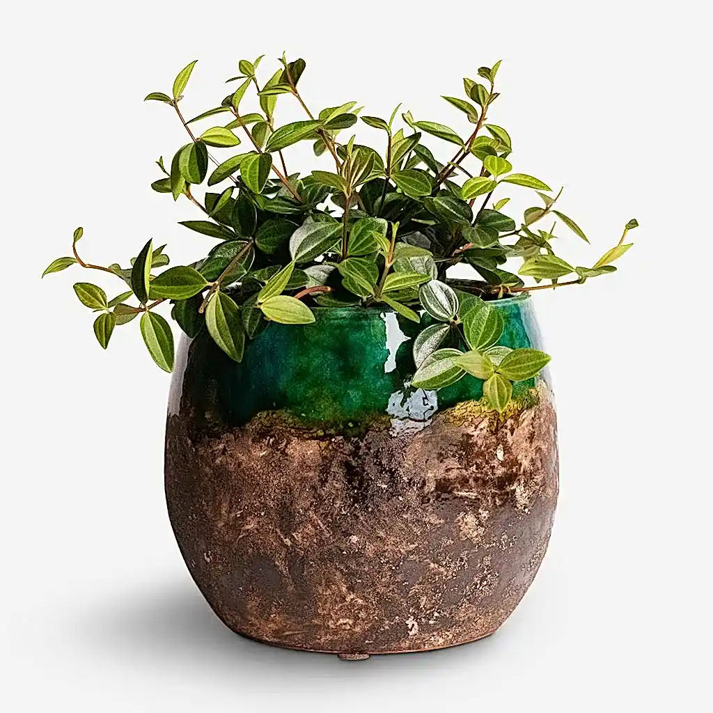 Peperomia angulata rocca scuro - Dark Green Beetle Radiator Plant & Lindy Plant Pot - Black Green