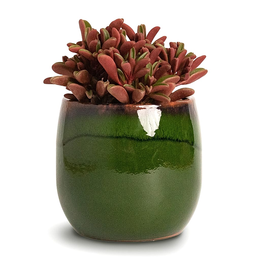 Peperomia graveolens Ruby Glow Radiator Plant & Charlotte Plant Pot Green