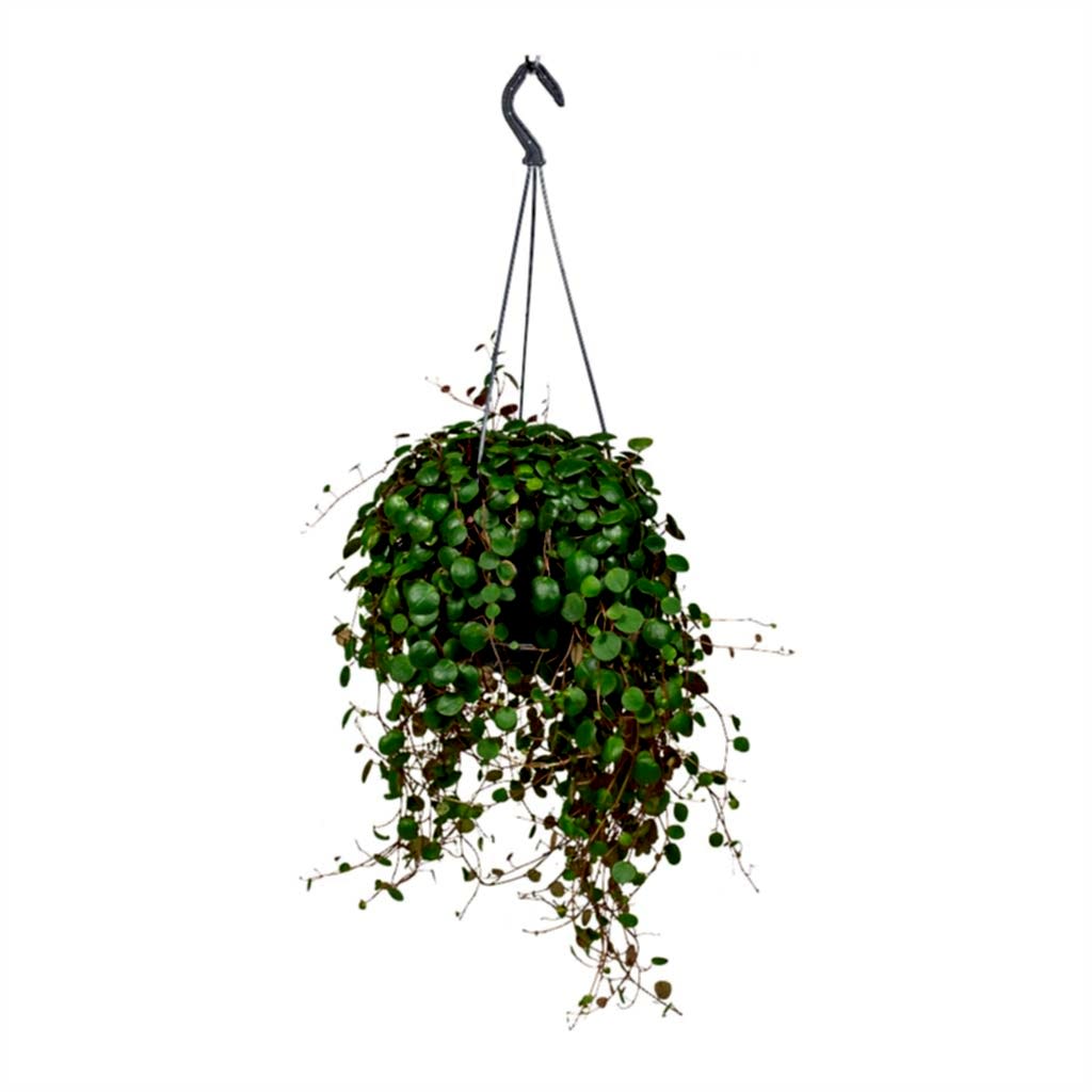 Peperomia prostrata Pepperspot - String of Coins