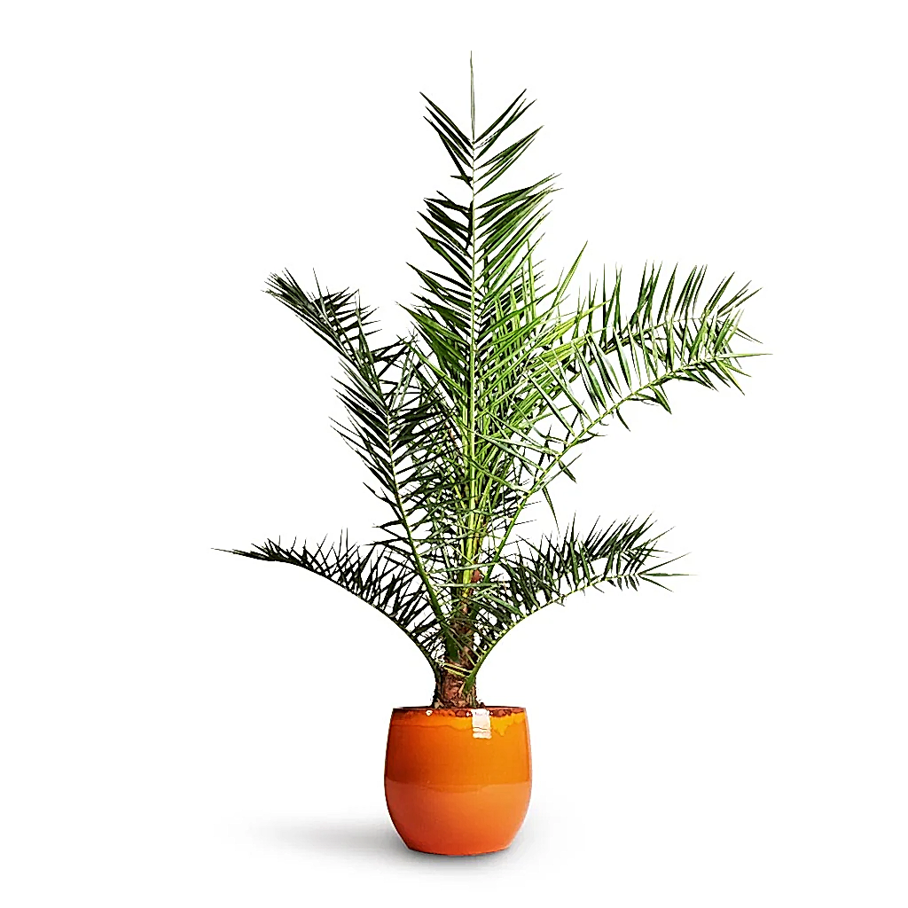 Phoenix Canariensis - Canary Island Date Palm & Charlotte Plan Pot - Orange