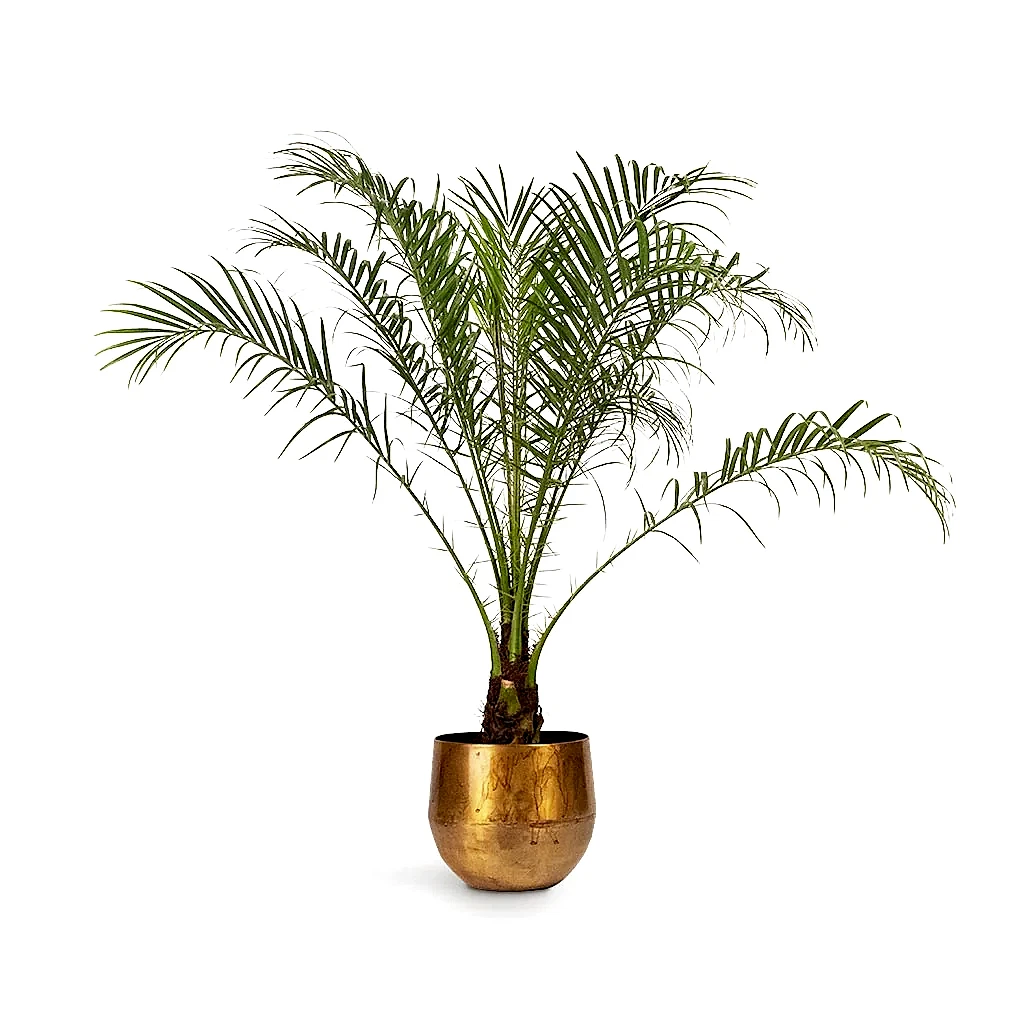 Phoenix roebelenii Pygmy Date Palm & Ayka Metal Plant Pots Set of 4 Old Camel