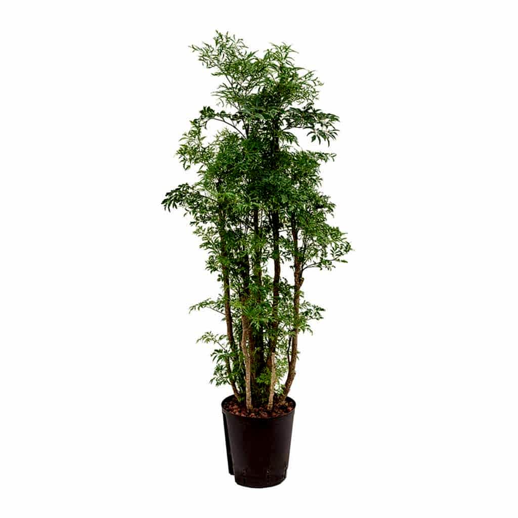 Polyscias Ming - Aralia - Hydroculture