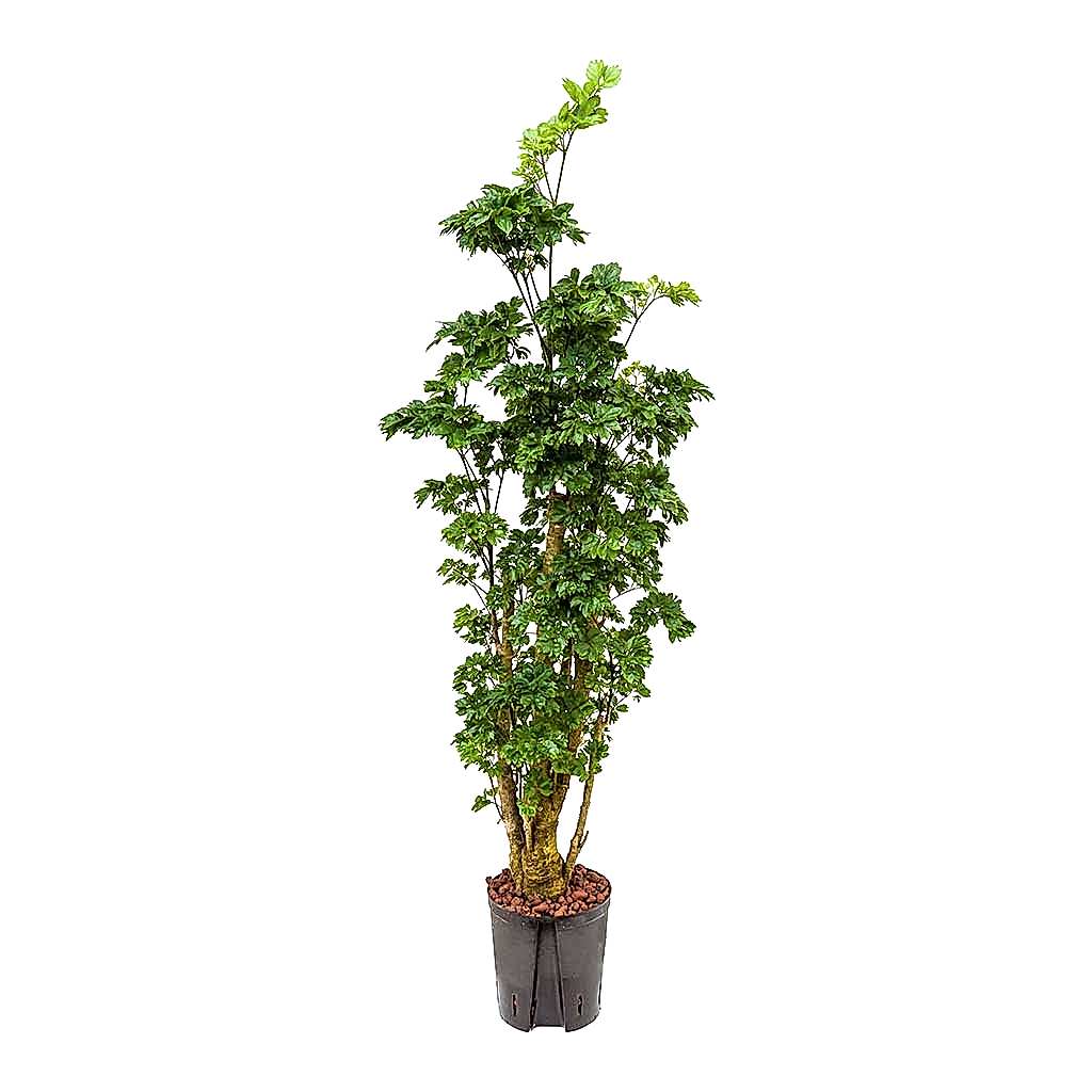 Polyscias Roble Aralia Hydroculture Indoor Plant