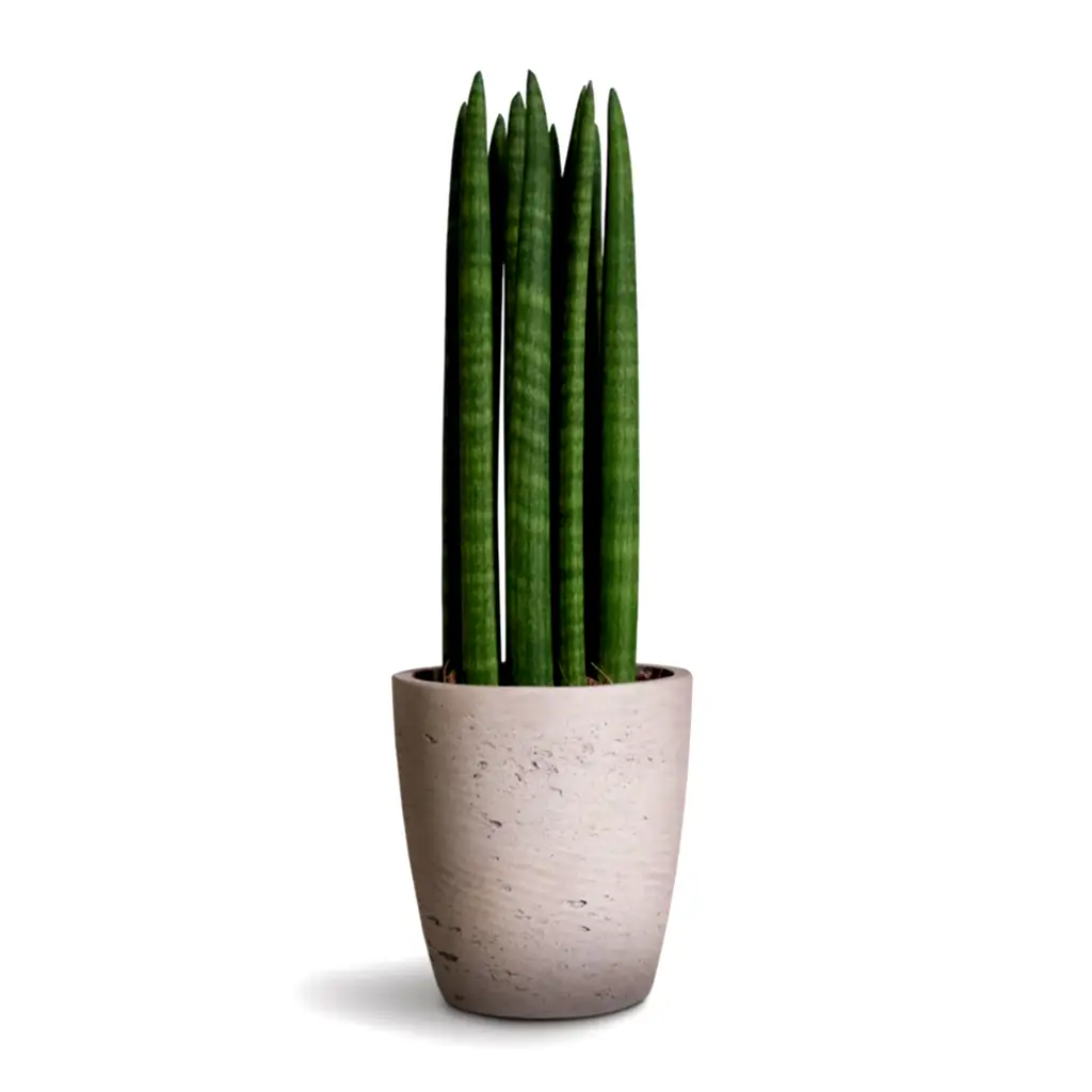 Sansevieria cylindrica Straight - Cylindrical Snake Plant Houseplant & Gerben Plant Pot - Grey Washed