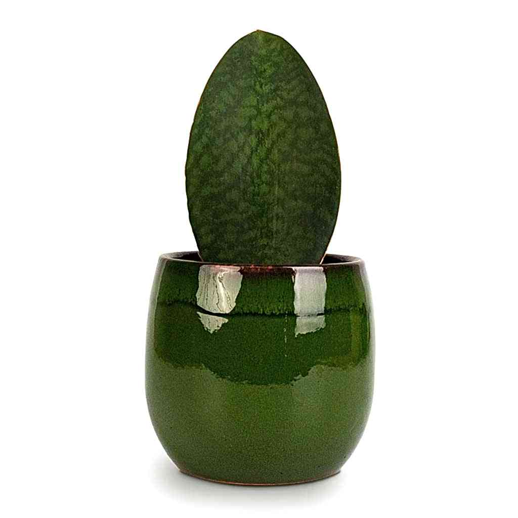Sansevieria masoniana Victoria Shark Fin Snake Plant 10x30cm Charlotte Plant Pot Green 15x13cm