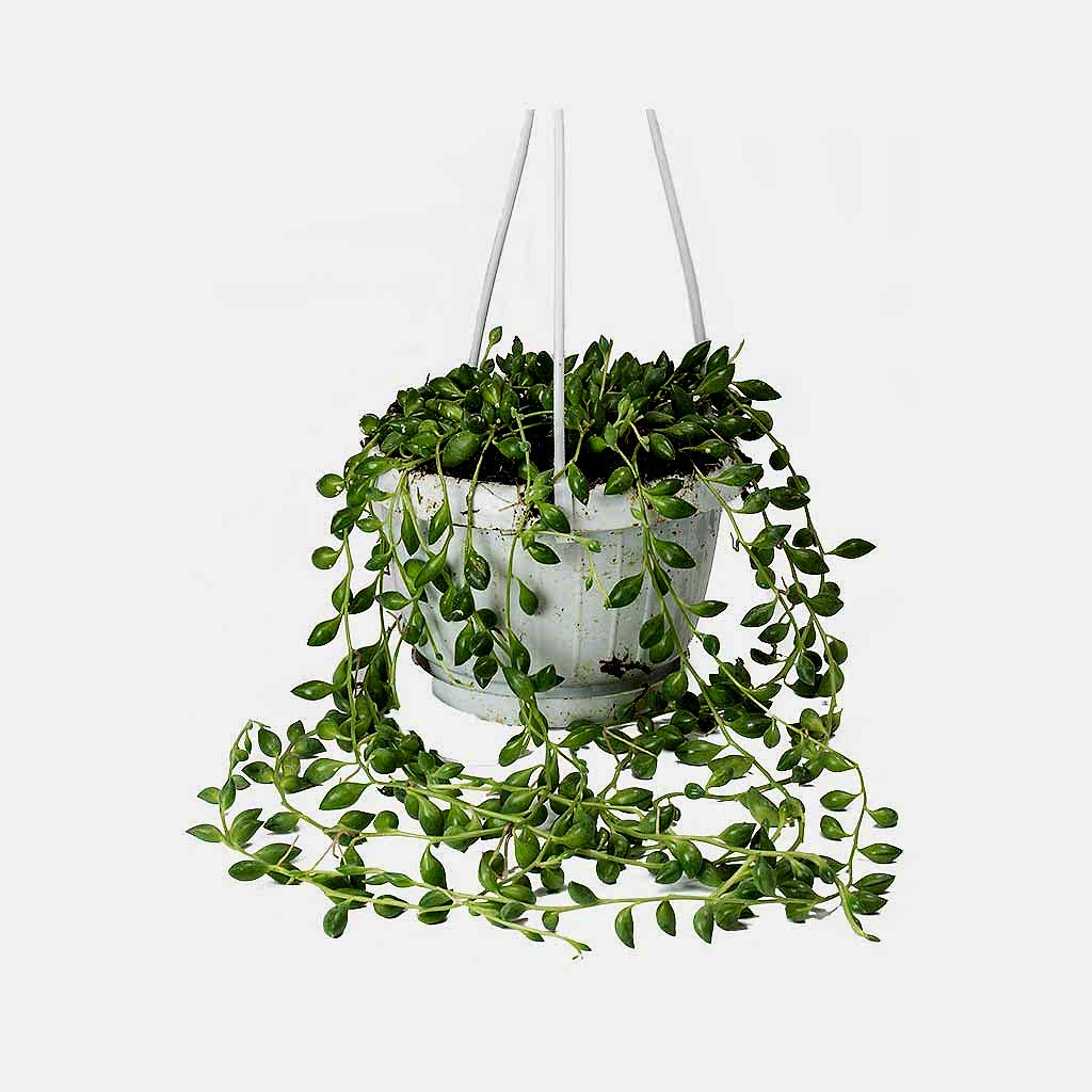 Senecio herreianus - String of Beads 30cm