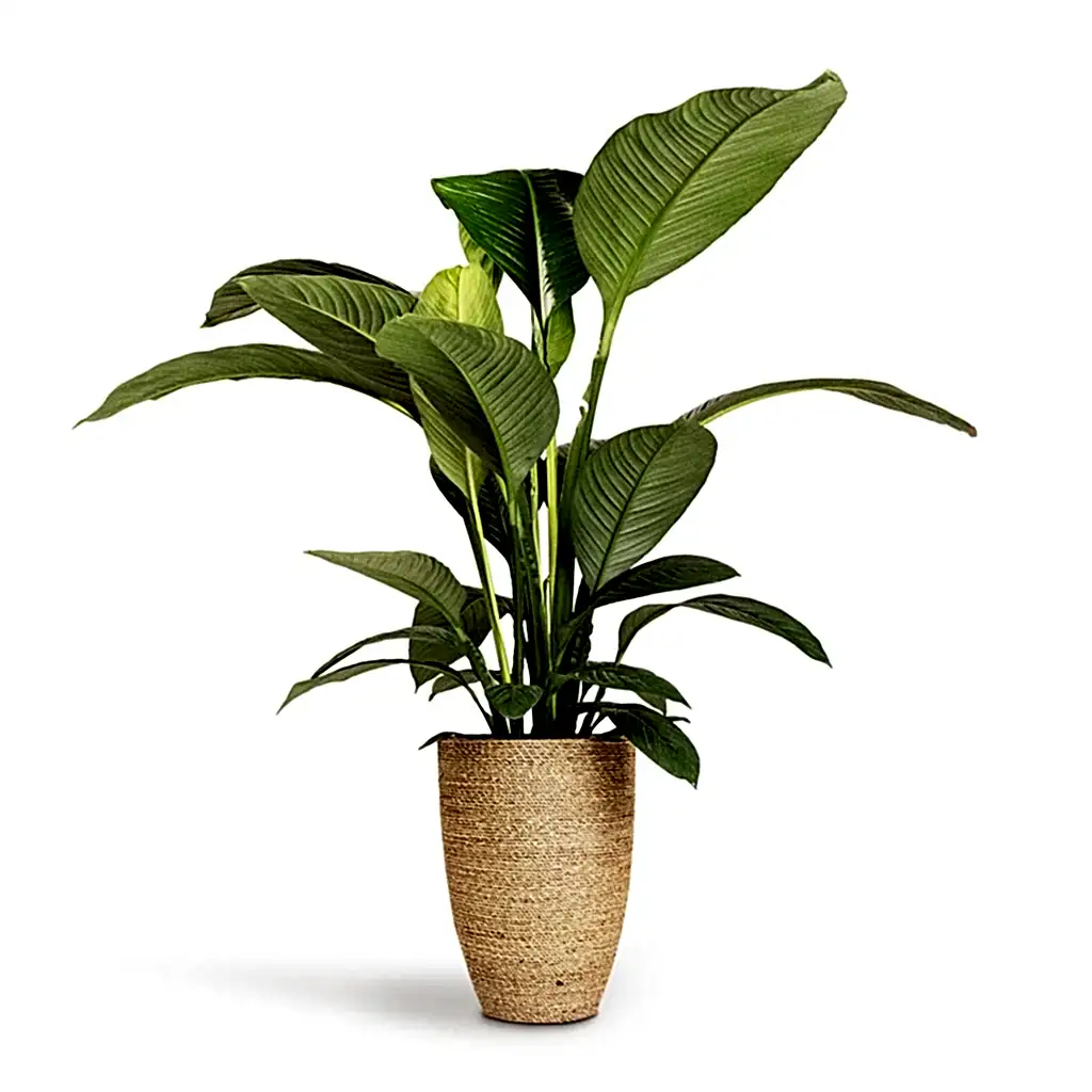 Spathiphyllum Sensation Peace Lily & Ben Plant Pot Straw Grass