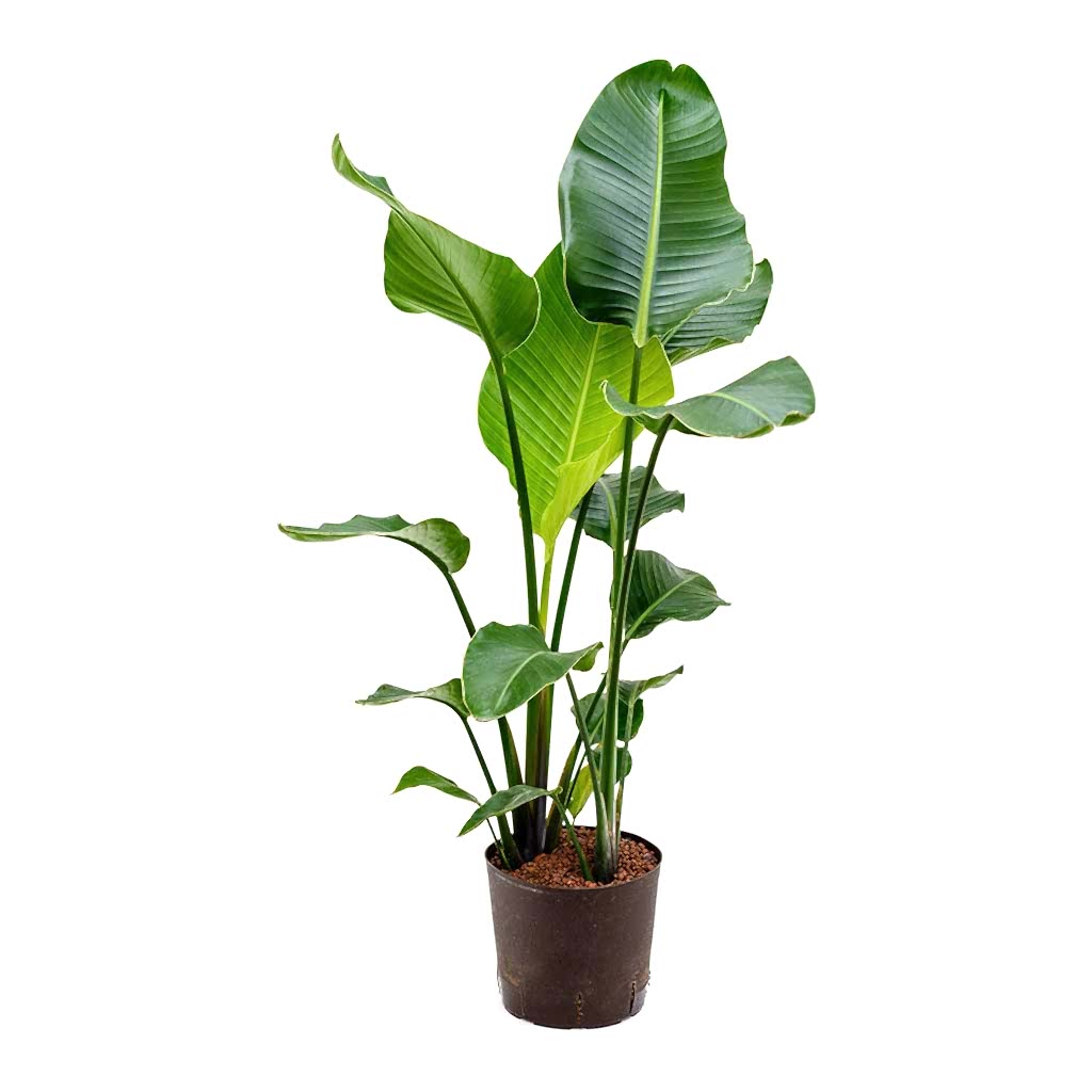 Strelitzia nicolai Bird of Paradise Hydroculture Indoor Plant