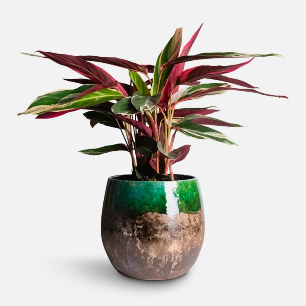 Stromanthe sanguinea Triostar Houseplant & Lindy Plant Pot - Black Green