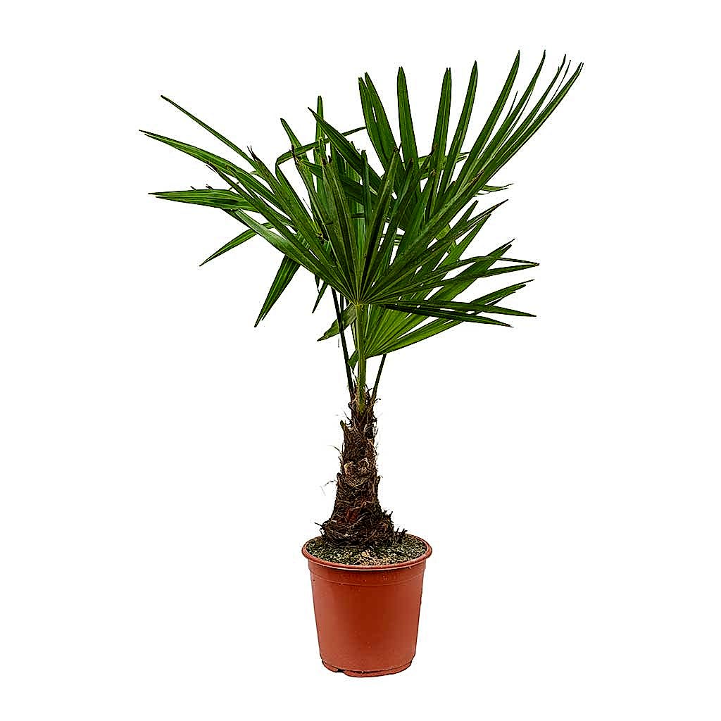 Trachycarpus fortunei - Windmill Palm 75cm